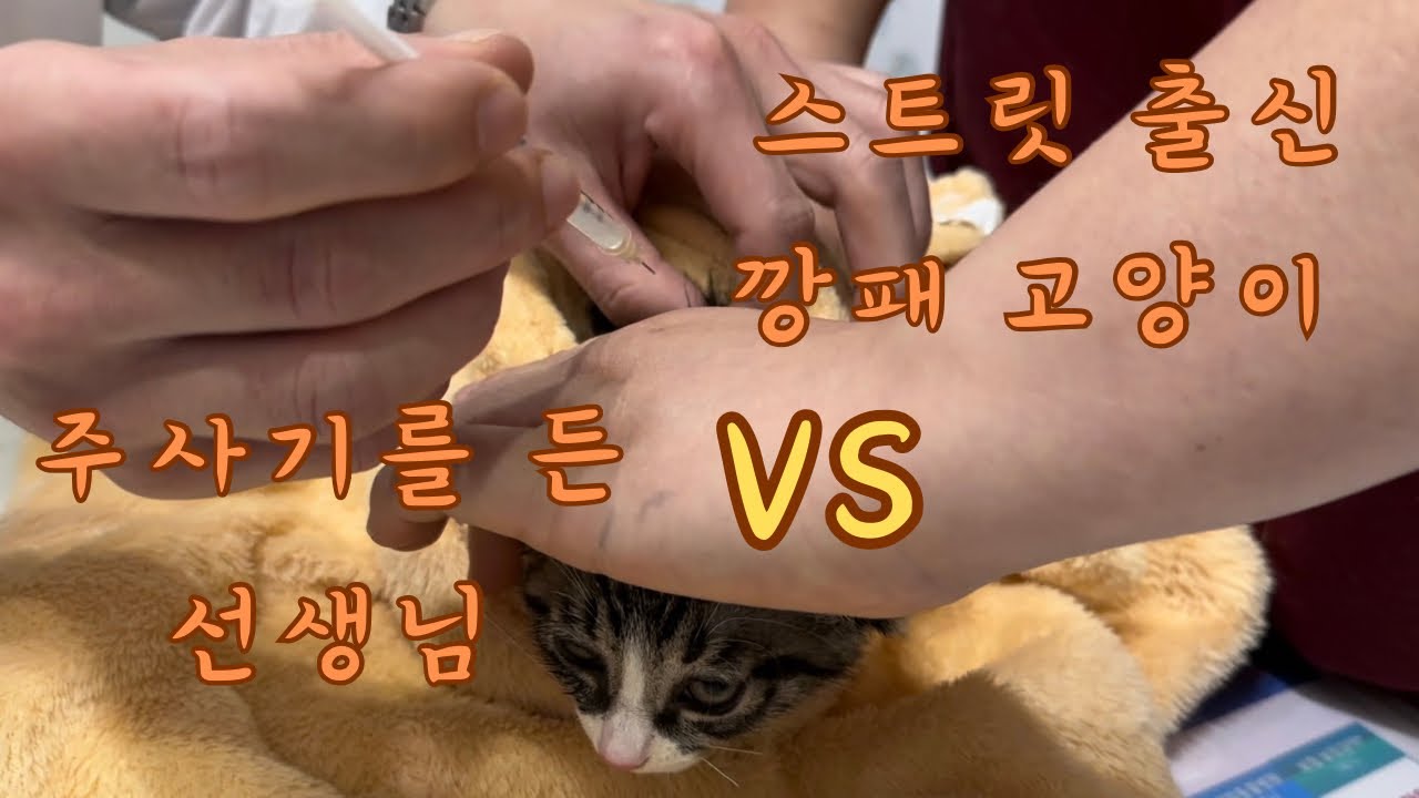 악마(묘)를 보았다