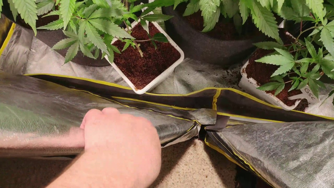 Sk400 grow update blueberry and gsc