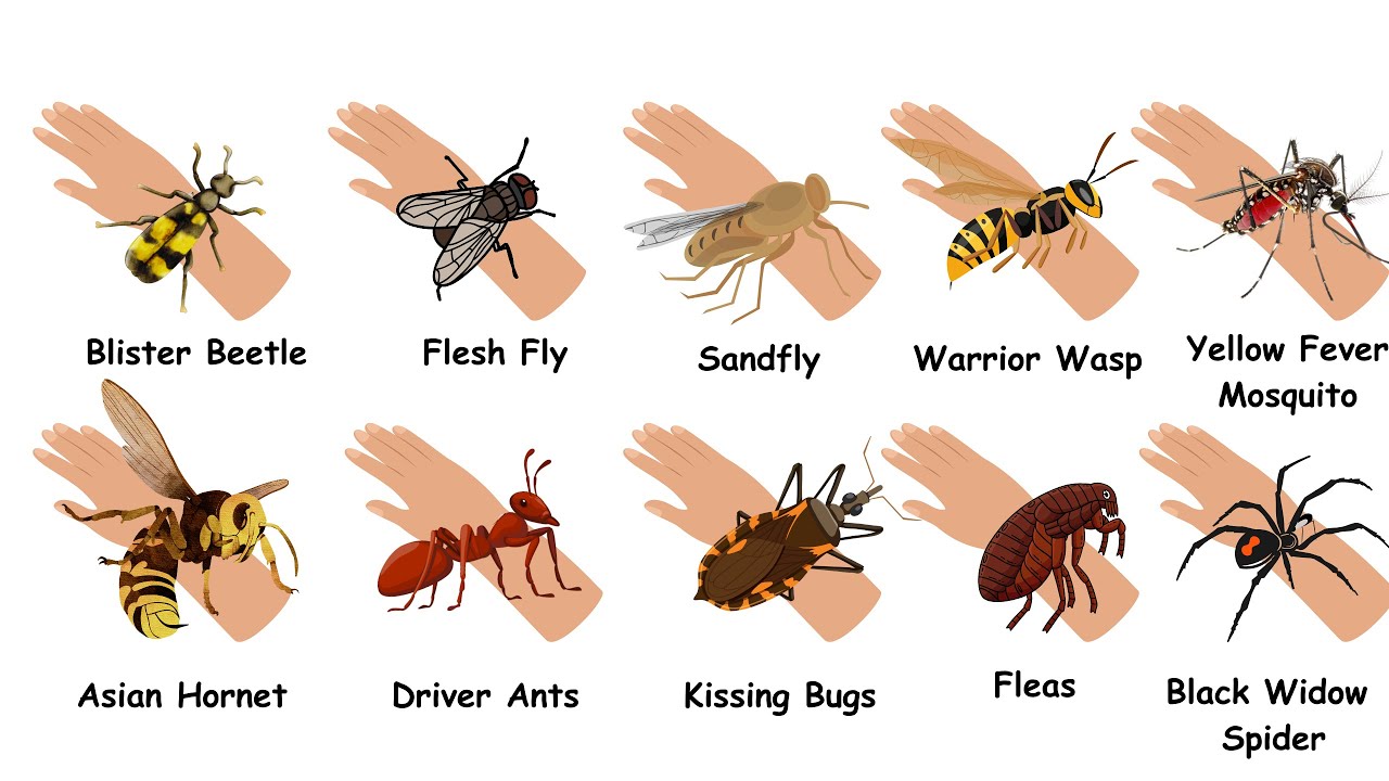 Every DEADLIEST Insects Explained in 5 Minutes