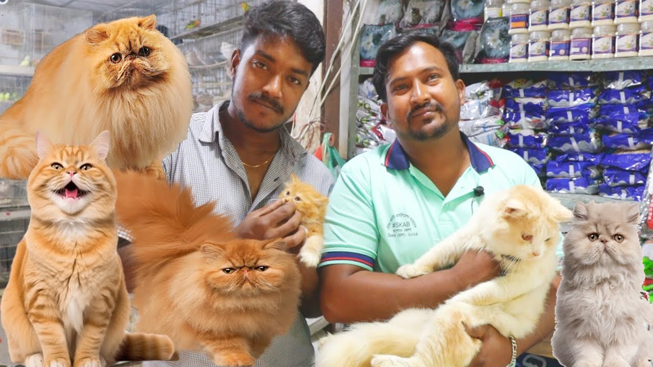 অফার,অফার বিদেশি বিড়ালের বিশাল অফার । বিড়াল কিনলেই পাবেন চারটি প্যাকেজ  একদম ফ্রি।