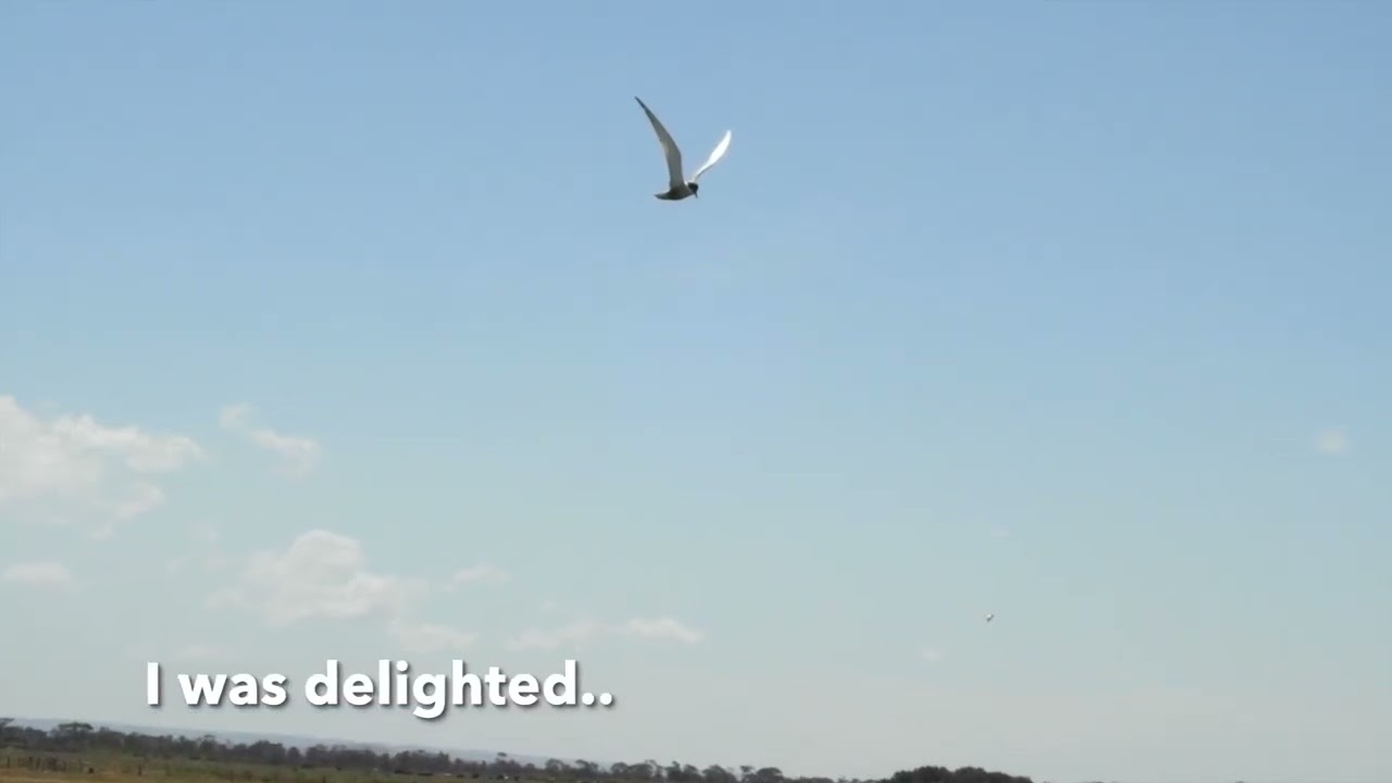 Birding @ Water Treatment Plant, Melbourne Part 1