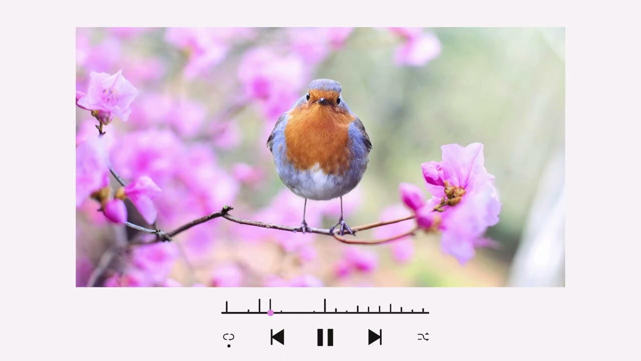 Blossom Garden LoFi 🐦 Calm Chill Beats for Studying, Focus & Deep Work