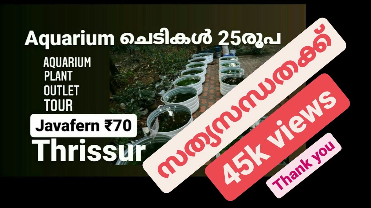 Aquarium plant outlet tour | greenmoss Aquarium Thrissur