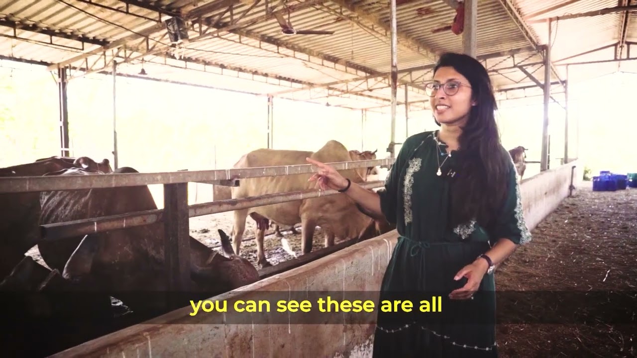 A2 Desi cow ghee process | Pure and nutritious | From farm to door |