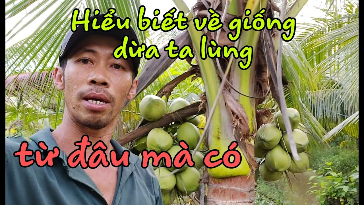Cách để giống dừa ta lùn trồng tại nhà, giống dừa ta lùn ở đâu có,  kinh nghiệm trồng dừa.