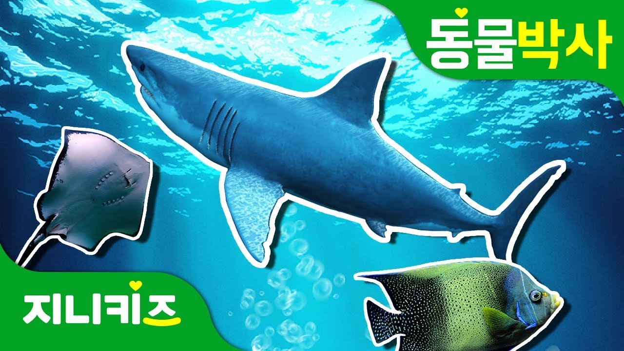 바닷속 숨은 상어 찾기 | 바다 동물 | 숨은 그림 찾기 | 동물박사★지니키즈