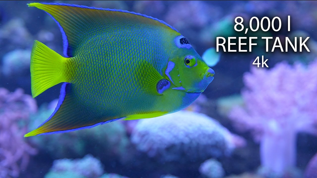 8,000 liter REEF TANK - Reef Relax 4k