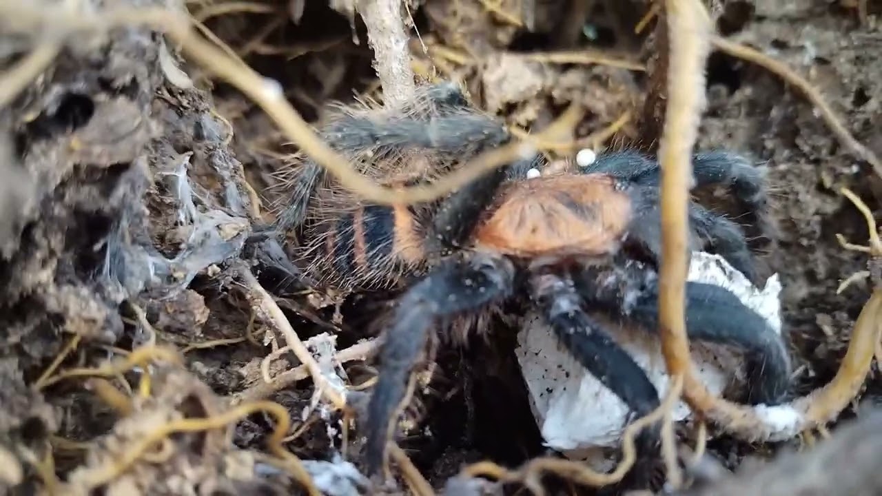 tarantula with its egg sac