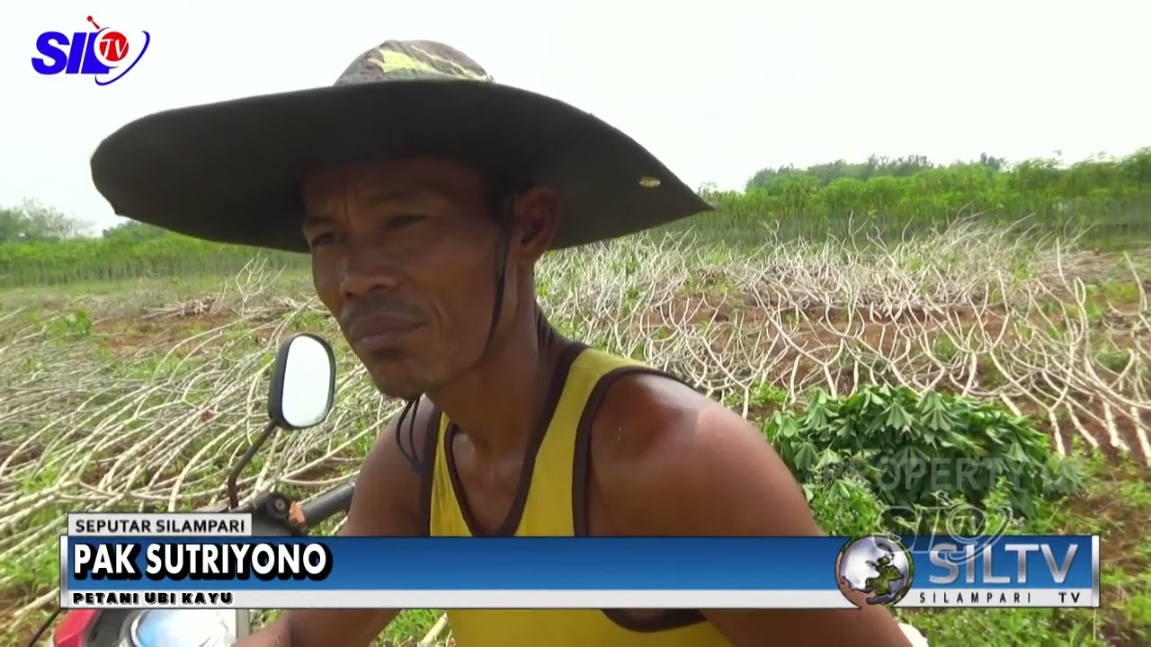 PETANI  UBI KAYU MAMPU MERAUP OMSET 15 JT SEKALI PANEN