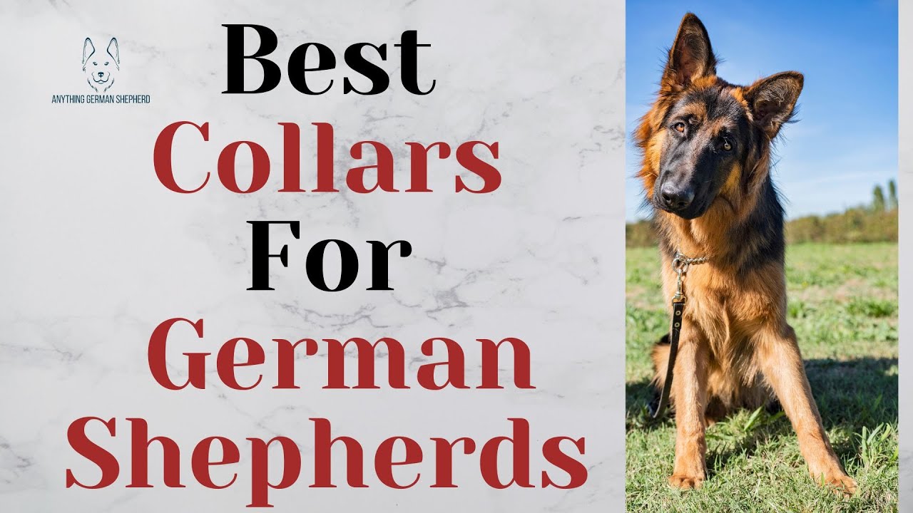 Best Collars For German Shepherds