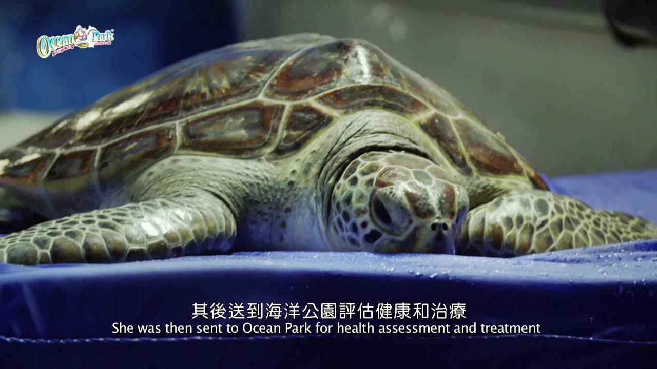海龜拯救行動！ Rescue of Sea Turtles!