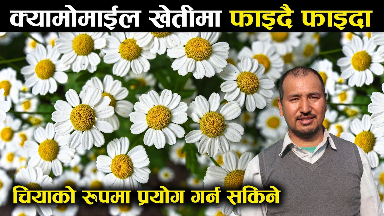 क्यामोमाईल खेतीमा फाइदै फाइदा ! - Chamomile farming in Nepal