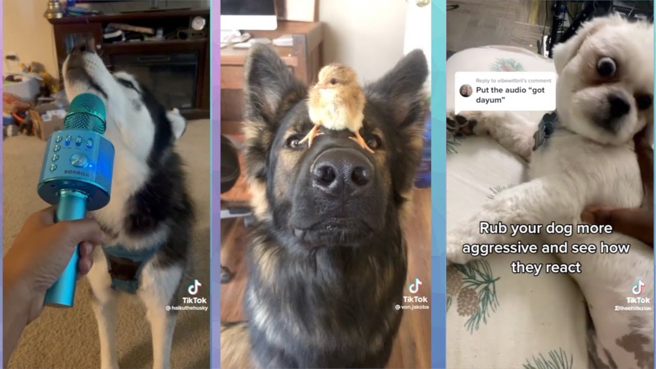 Black TikTok | Funny Pet Compilation
