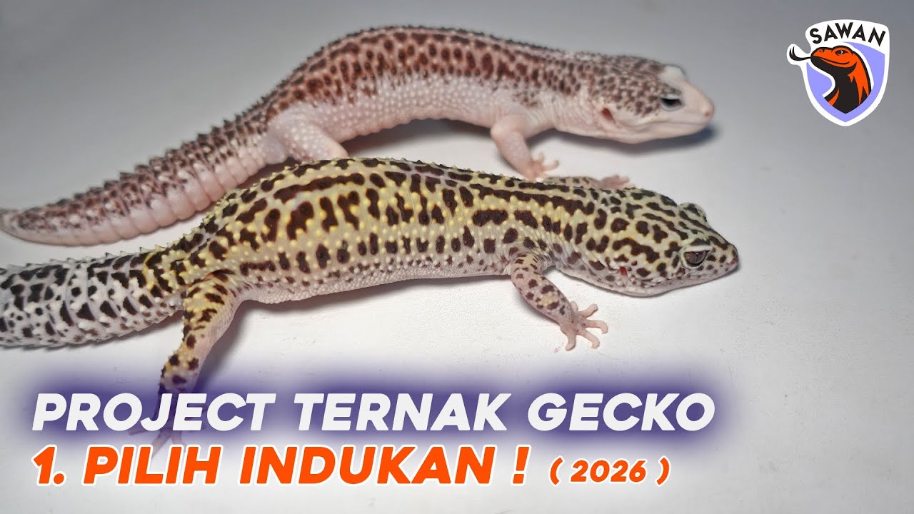 PROJECT TERNAK LEOPARD GECKO 2026 ! (1. PILIH INDUKAN) #SAWAN