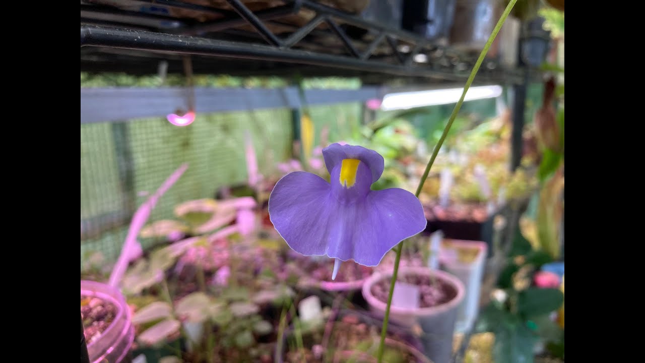 Plant Spotlight: Utricularia longifolia