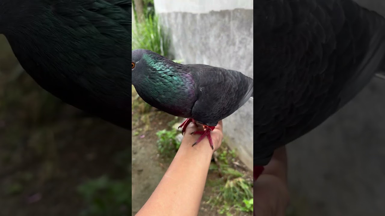 Lakas ng pakpak ni borga 🤣 #pigeon #amazingpigeon #bird #pigeon101 #kalapatids #kalapati