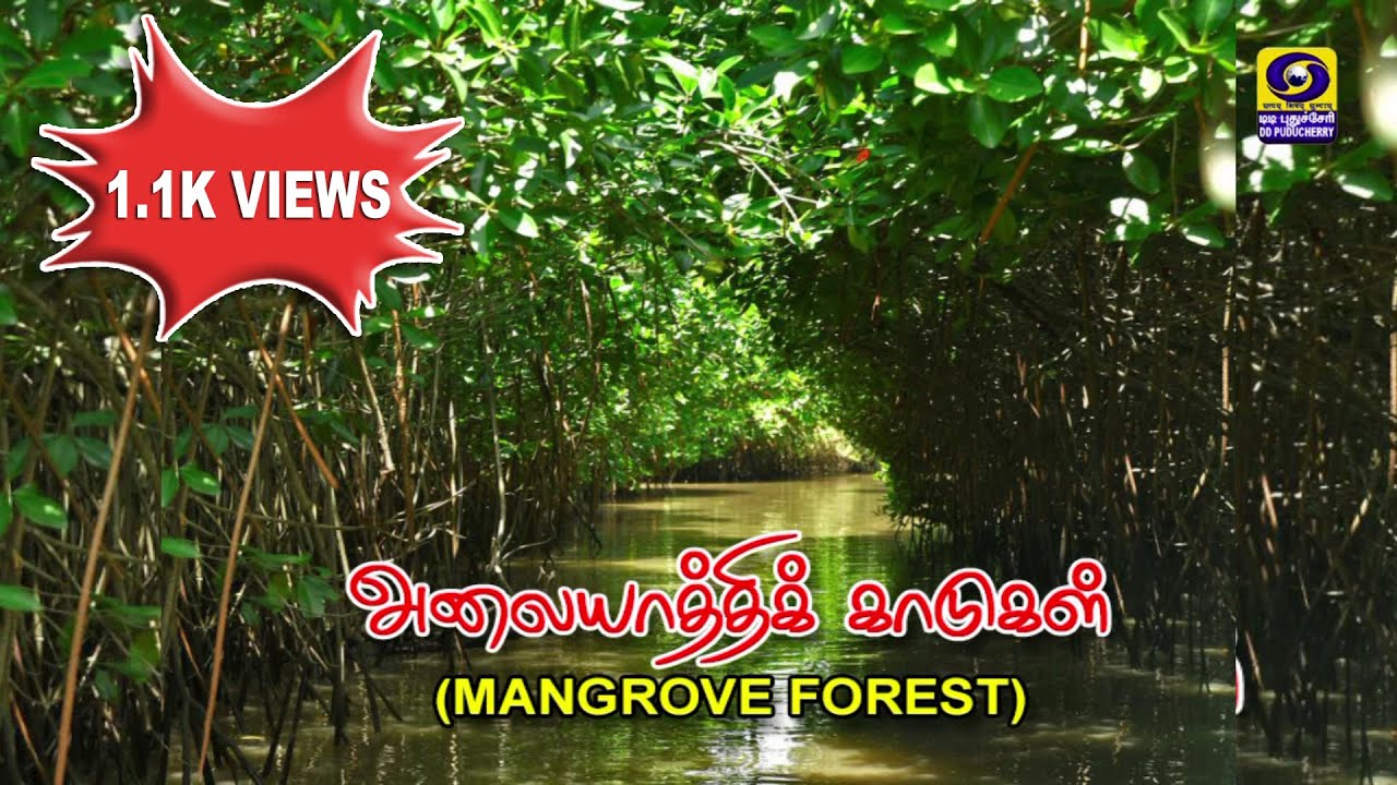 Vanavil - Puducherry Mangrove Forest | 26.08.2022
