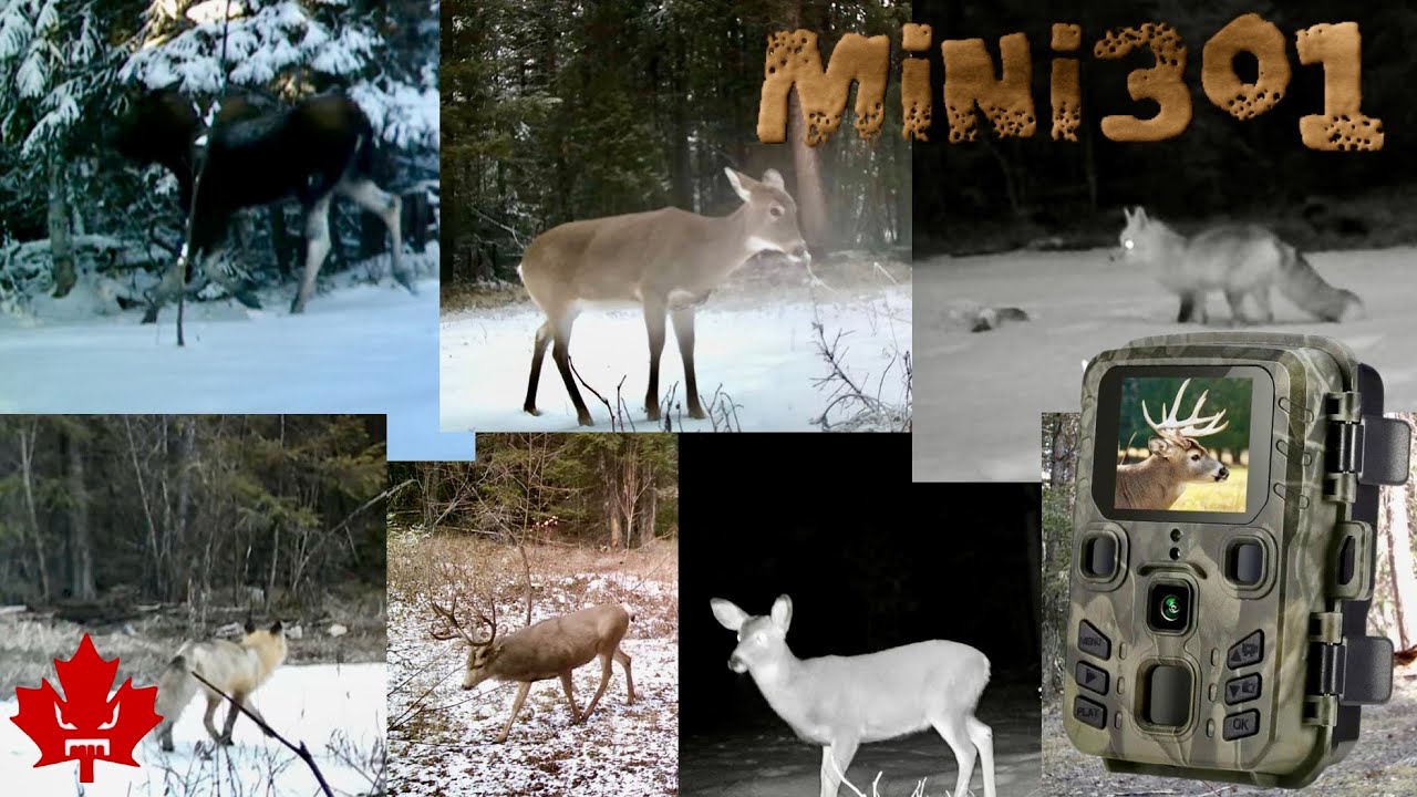 MiNi301 Trail Camera 2023/2024 Winter Footage