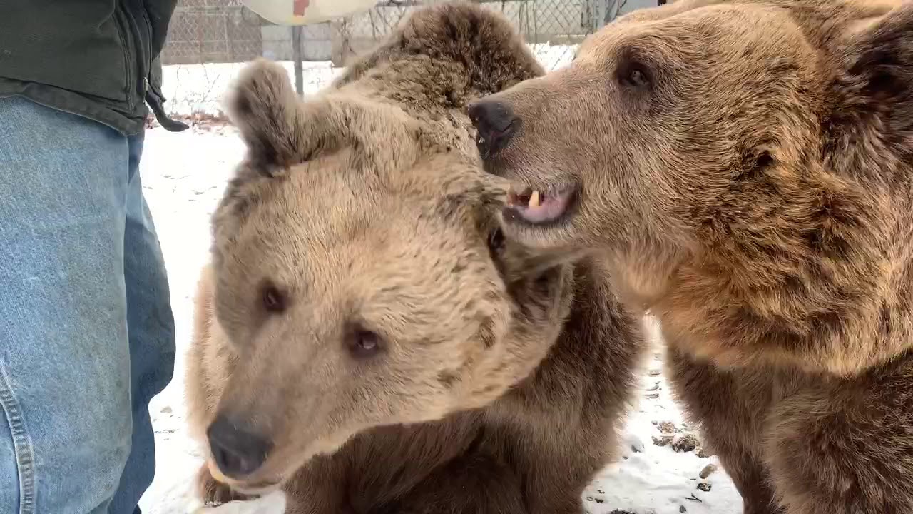 More happy birthday to the bears video! Girls turn!