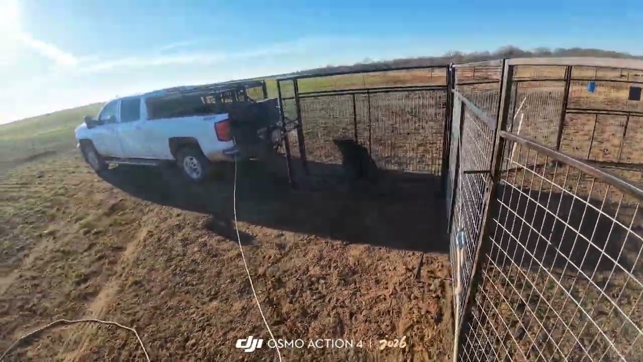 Тройные ловушки 🐗