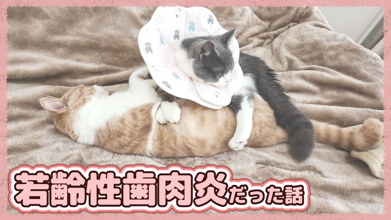 若齢性歯肉炎が発覚して去勢手術の時にレーザー治療もしました