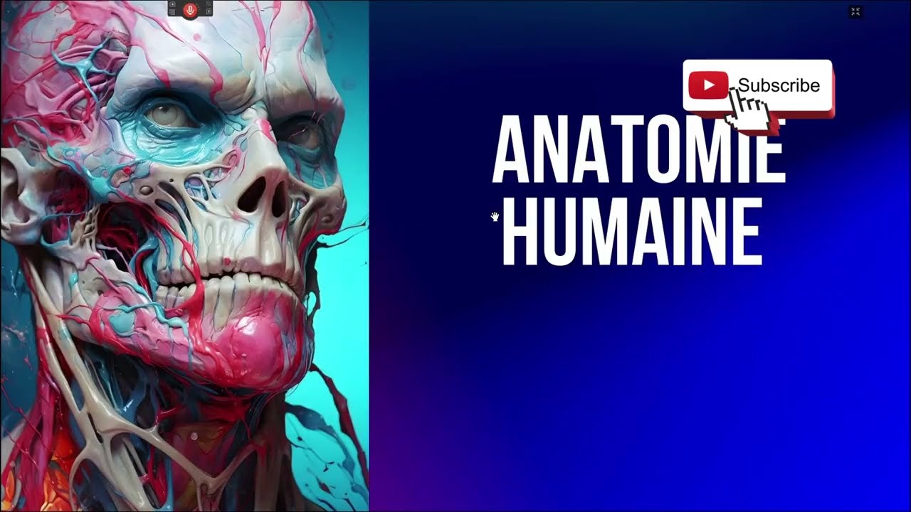 Introduction à l'anatomie humaine pour débutant