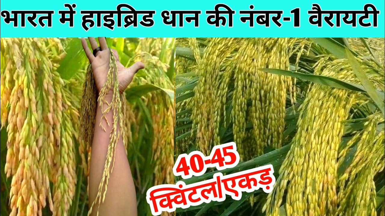 धान की सबसे खतरनाक किस्म उत्पादन 45 कुंटल प्रति एकड़ । ये किस्म तोड़ेगी सब किस्मों का रिकॉर्ड । धान