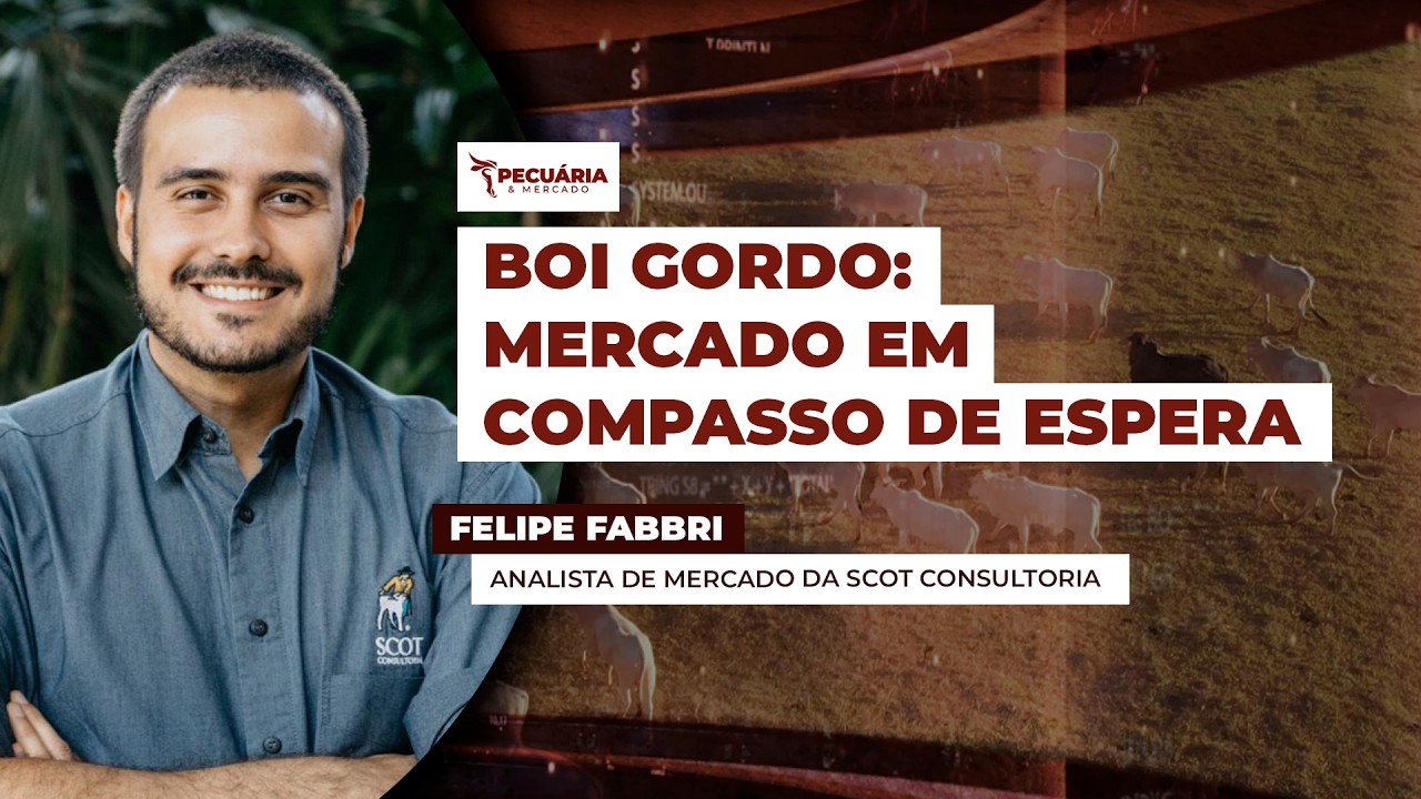 Mercado do boi gordo começa a semana com estabilidade e ritmo mais lento