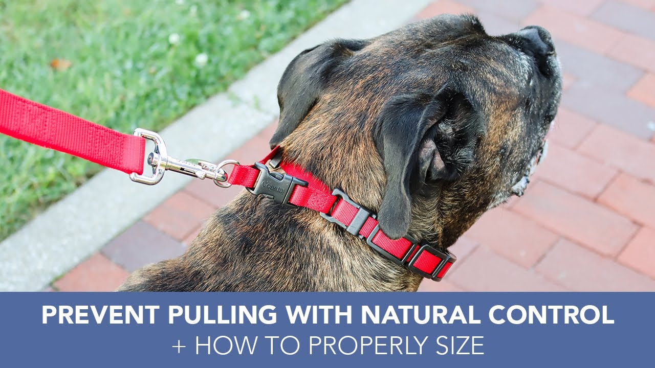 Prevent Pulling with Natural Control Dog Training Collar from Coastal Pet + How to Size