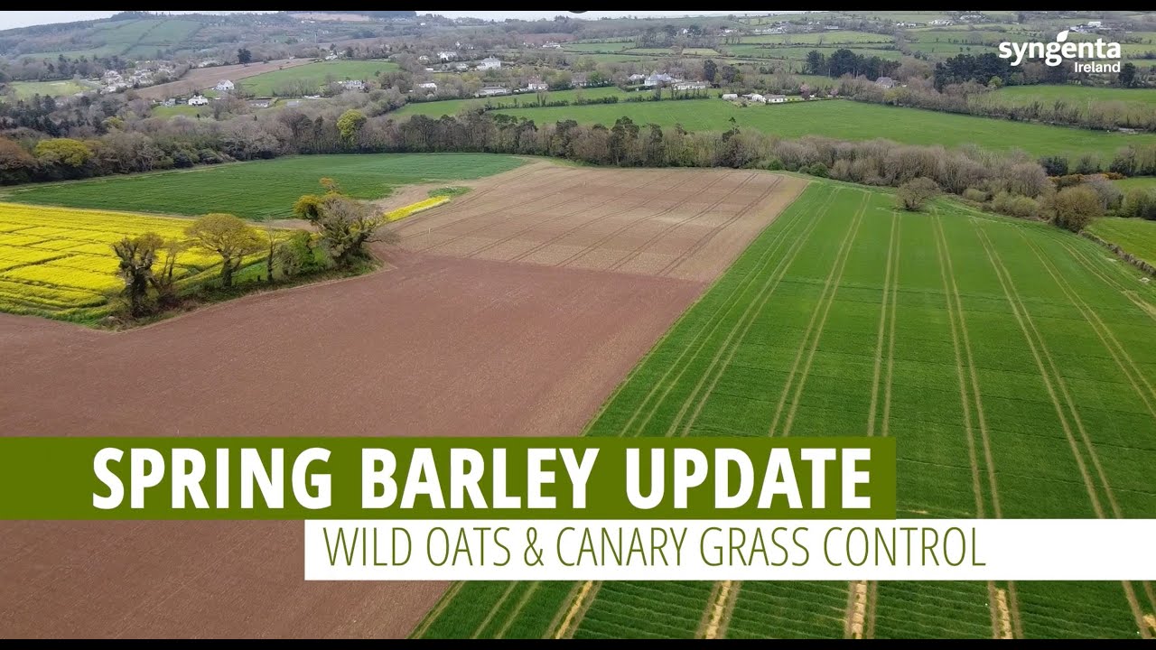 Wild Oats & Canary Grass Control in Spring Barley | Syngenta Ireland