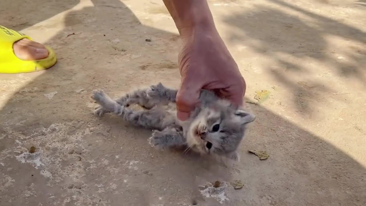 Near death and lifeless, the kitten lay still until a passerby found and saved him!