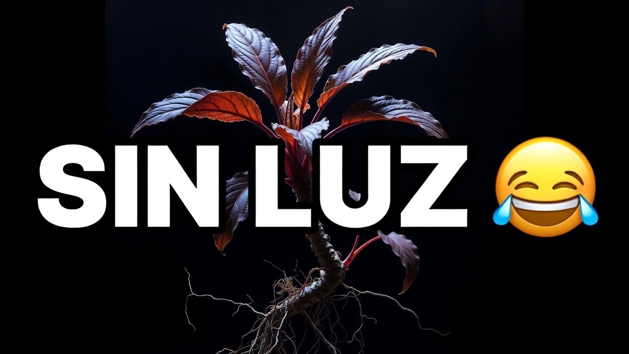 12 MEJORES PLANTAS DE INTERIOR CON POCA LUZ QUE NO CONOCÍAS