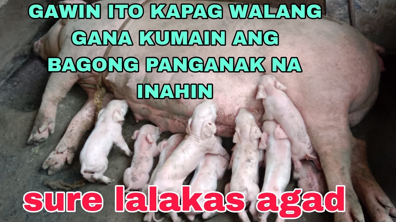 Gawin ito sa walang gana kumain na bagong panganak na inahing baboy