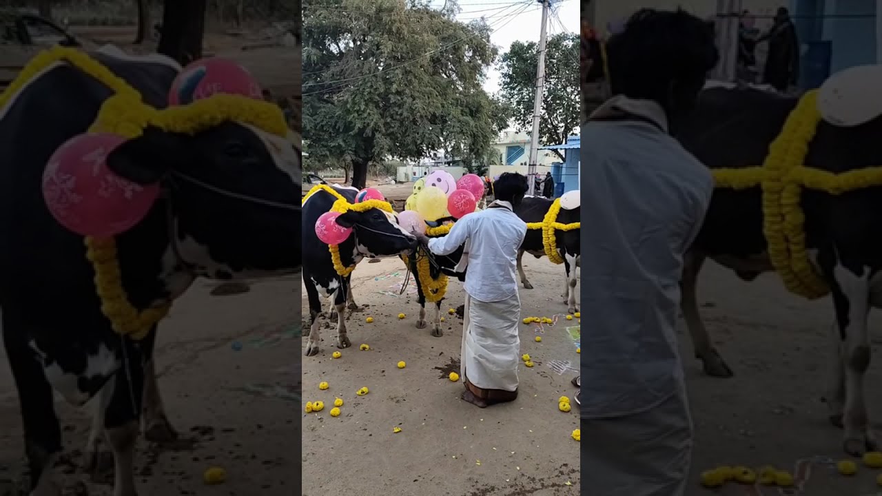 Pulamala vlogs  is live అమ్మమ్మ వాళ్ళ ఊరిలో సంక్రాంతి పండుగ 