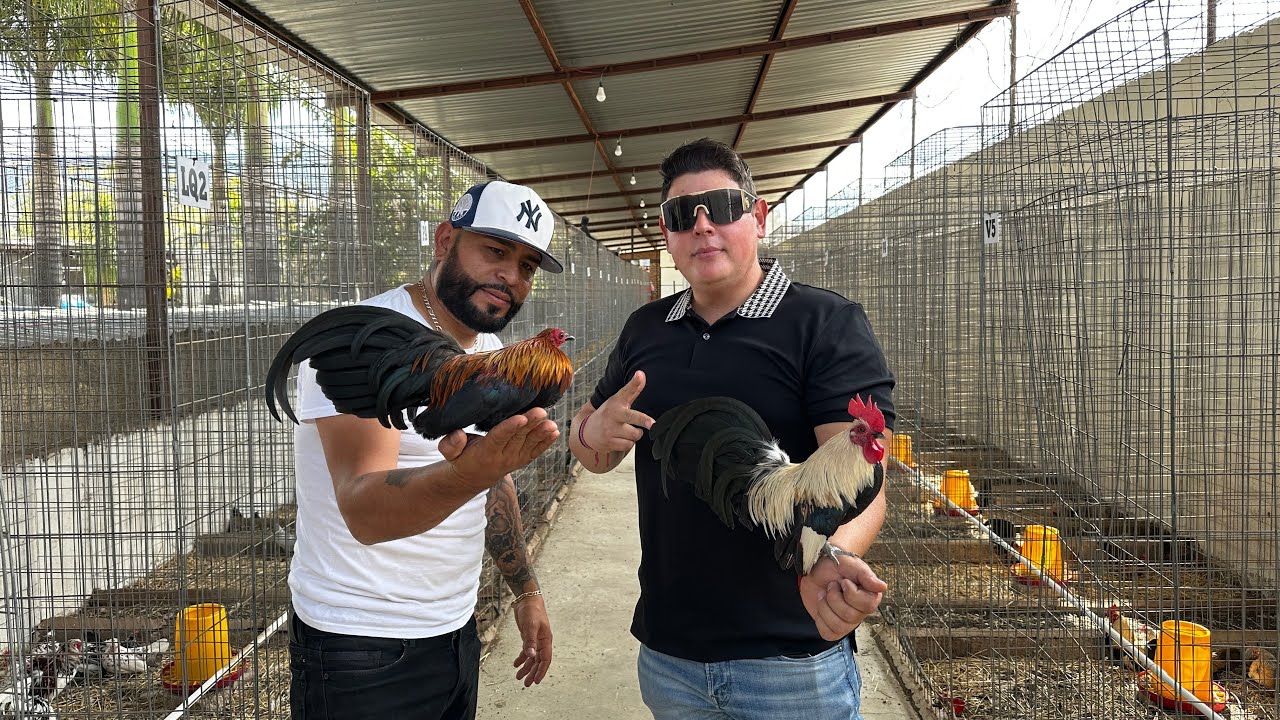 🔥 Visitamos Criadero la Excelencia  de Gallitos Aztecas Miniatura en Jiquilpan 🐓✨