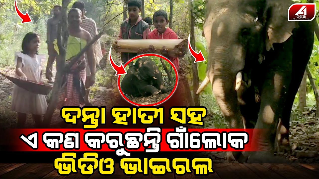 ଜଙ୍ଗଲରେ ଶୋଇଥିବା ଦନ୍ତା ହାତୀ ସହ କଣ କରୁଛନ୍ତି ଗାଁ ଲୋକ | DHENKANAL HATI | @A1odia