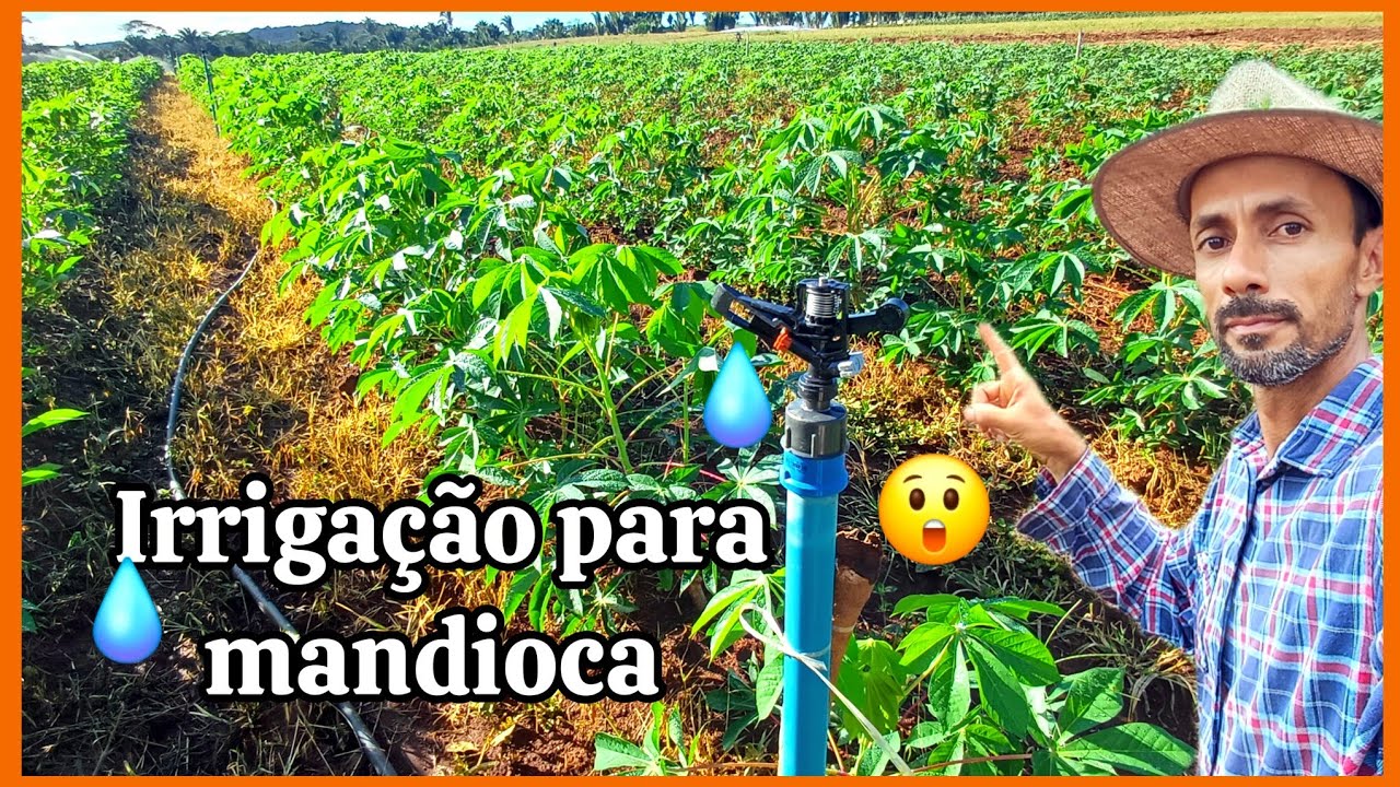 Montagem da irrigação para cultura da mandioca.