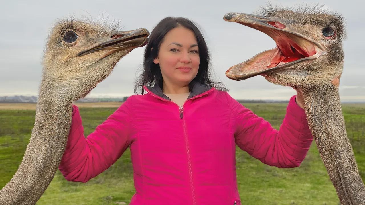 Lutong Ostrich Neck sa Oven: Mula Matigas hanggang Malambot, Tikman ang Sarap!