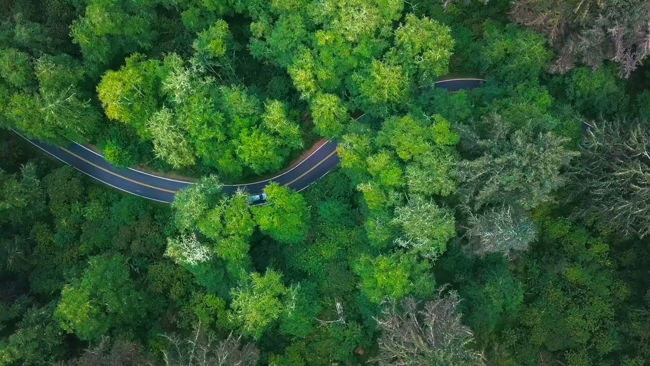 Stock video background Forest Road