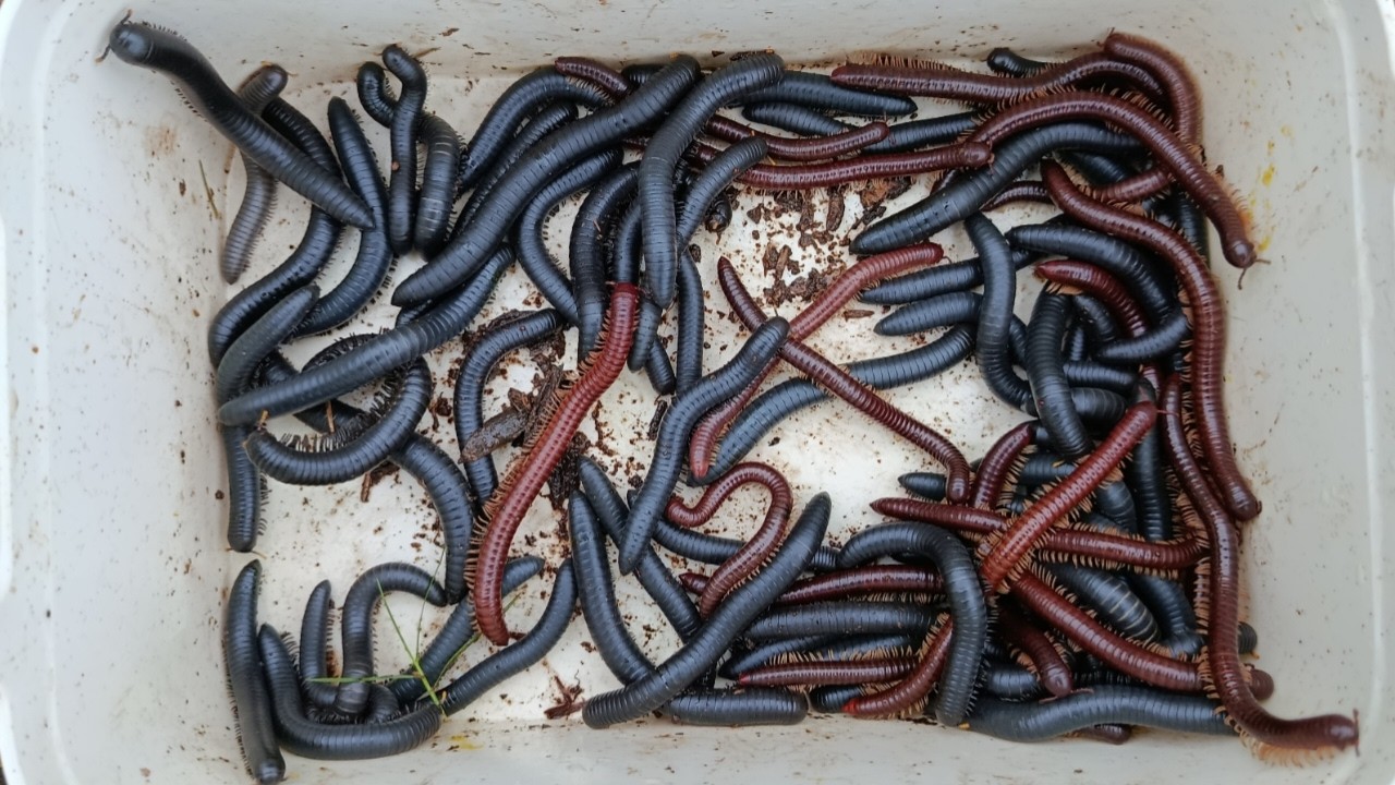Hunting millipede kaki seribu besar di bawah pohon part 39