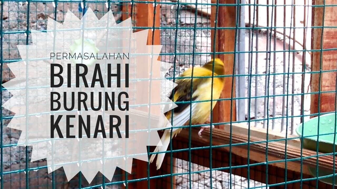 CARA MENURUNKAN BIRAHI BURUNG KENARI