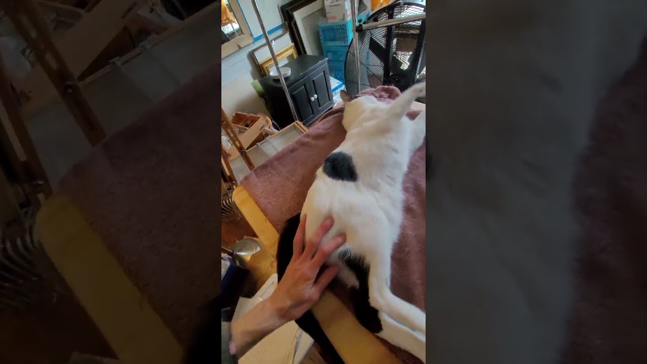 Update on rabbitat 
