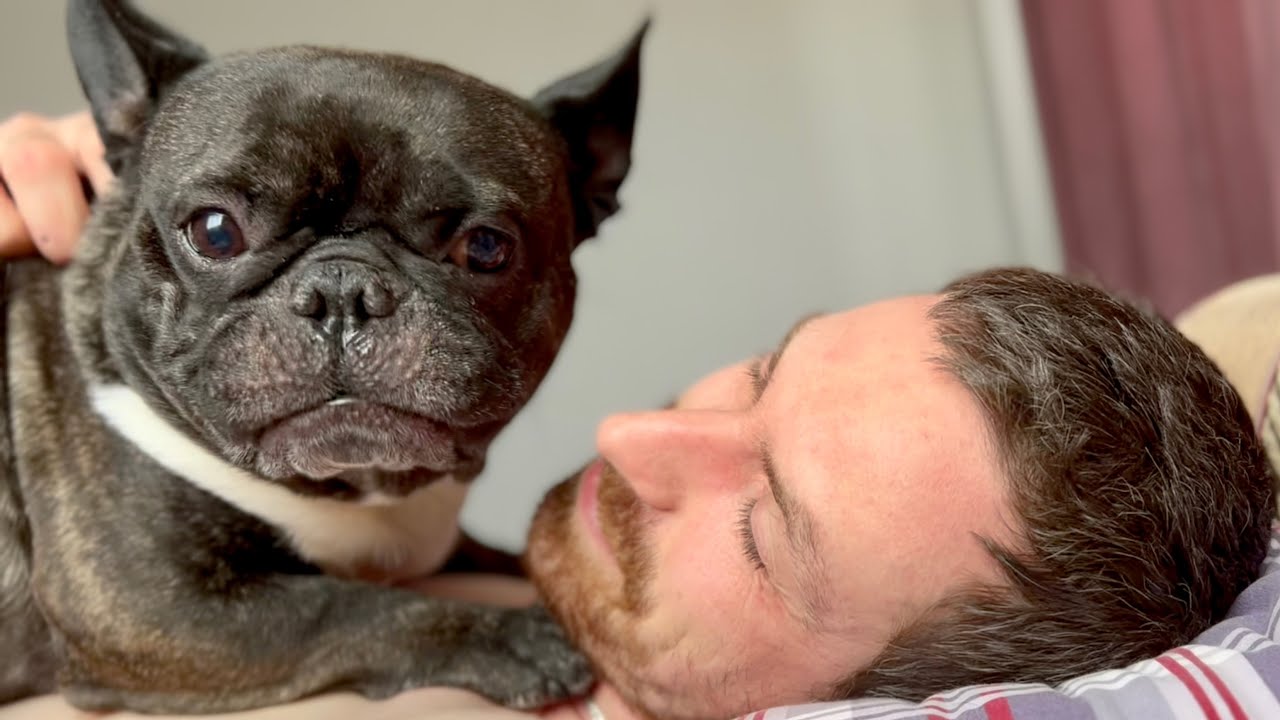 The perfect morning for French Bulldog Oleg