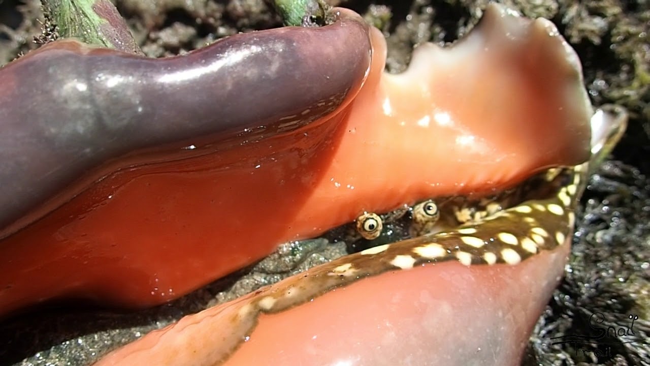 Lambis lambis - Spider Conch