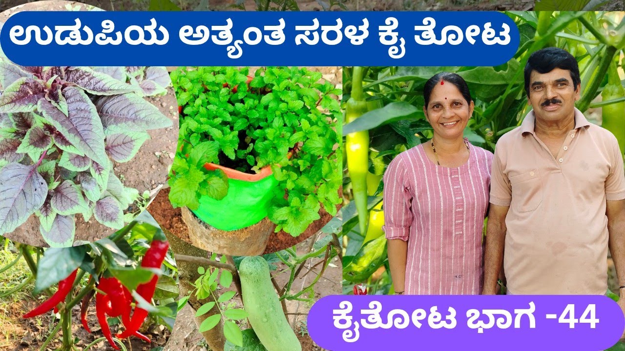 ನಿವೃತ್ತ ಬದುಕನ್ನು ಸುಂದರಗೊಳಿಸಿದ ಕೈತೋಟ‼️ ಮೆಸ್ ಗೆ ಊಟಕ್ಕೆ ಬರುವ ಮಕ್ಕಳಿಗಾಗಿ ಸಾವಯವ ತರಕಾರಿ ⁉️@ಮಹಾಲಿಂಗ ನಾಯ್ಕ
