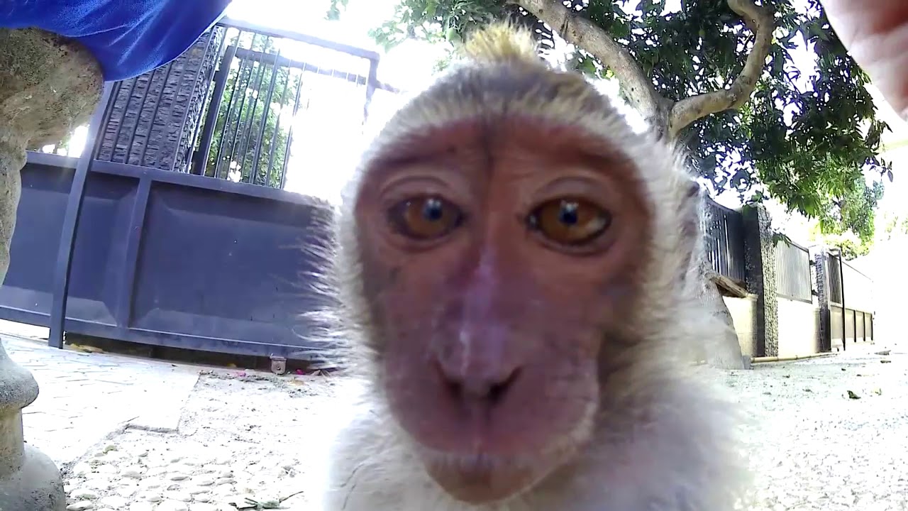 Baby monkey Minul is spoiled with daddy