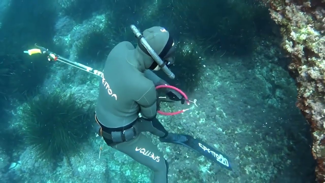 🤿 ❤️ Malen Sart Pesca responsable y cuidado del azul.  #oceanconservation #pescasub #fyp
