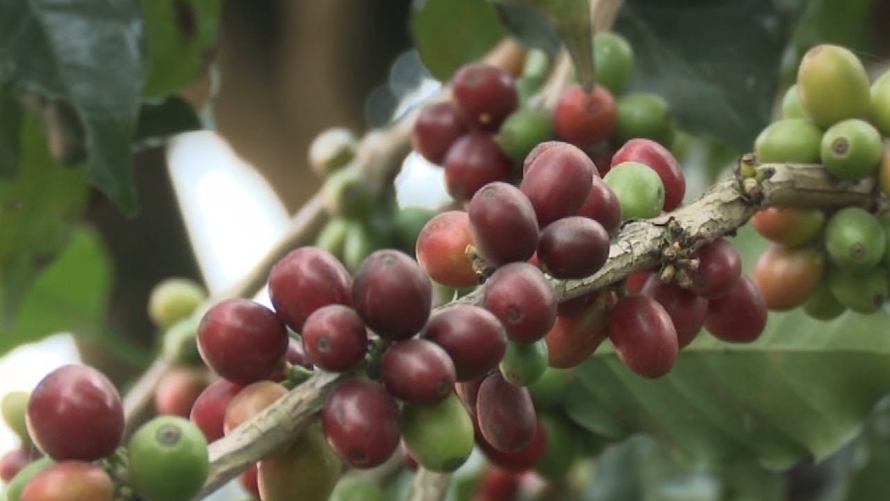 कफि अनुसन्धान कार्यक्रम गुल्मी | Coffee Research Program Gulmi