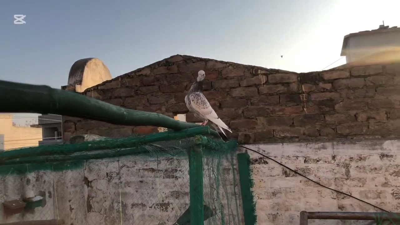 Humara channel ko subscribe kara name safi khan 8889 Humari video os par haya kare gai 👍☺️