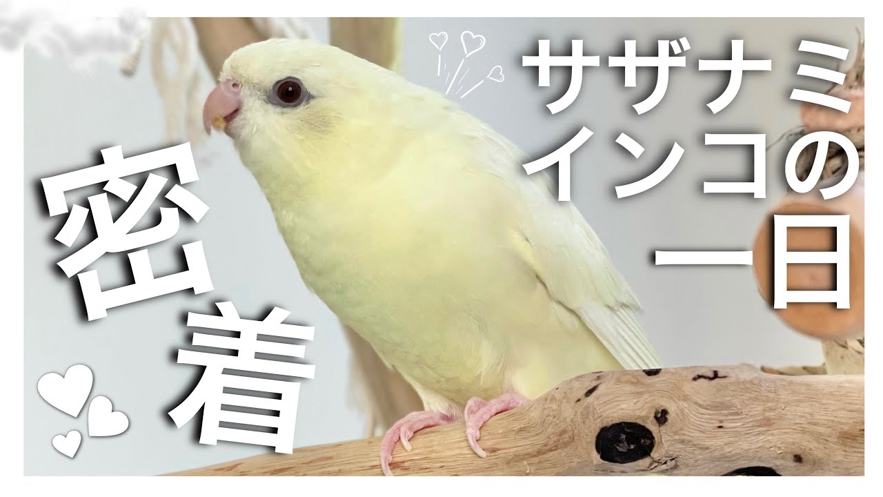 食べる！寝る！サザナミインコの一日の過ごし方はこんな感じです【インコ】